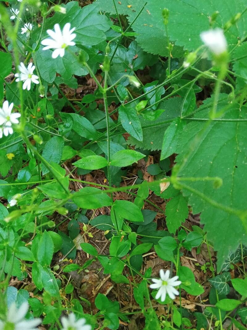 Stellaria nemorum — search result for 'Stellaria'