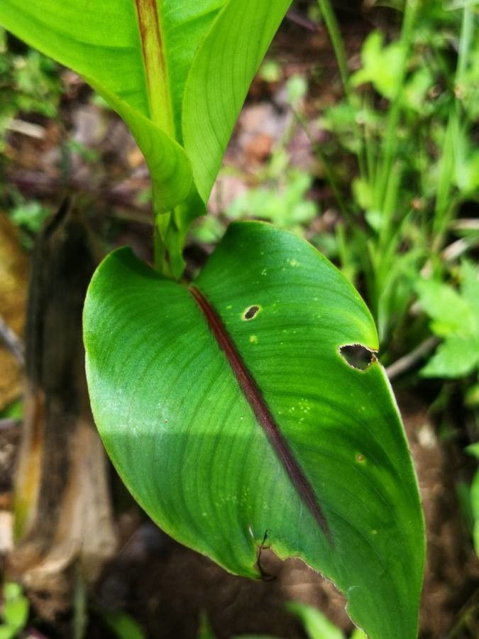 Heliconia spp. habit