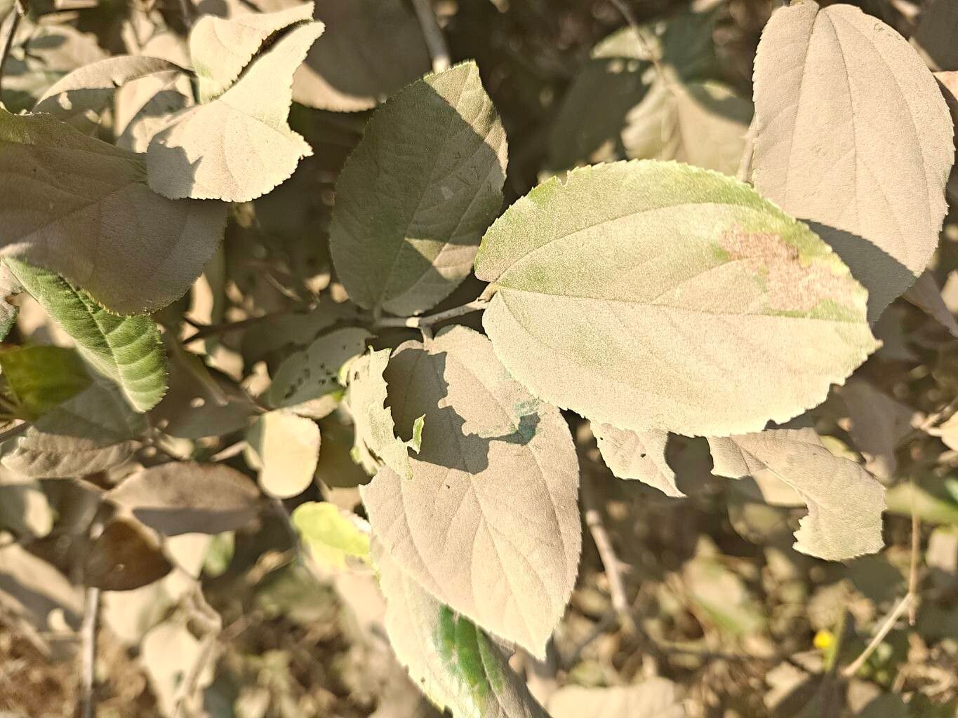 Ziziphus rugosa leaf
