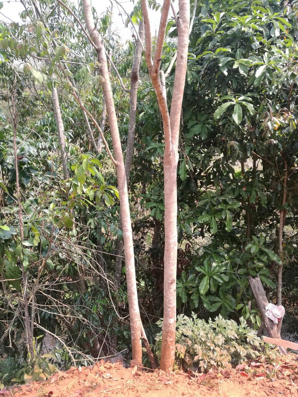 Ailanthus fordii bark