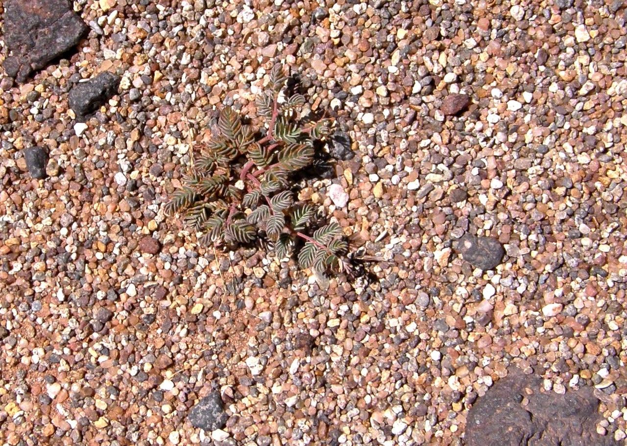 Dalea mollis — houseplant care guide