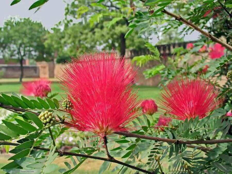 Calliandra surinamensis flower