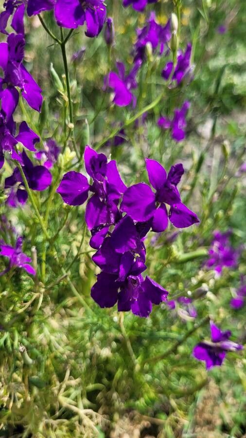 Delphinium orientale flower