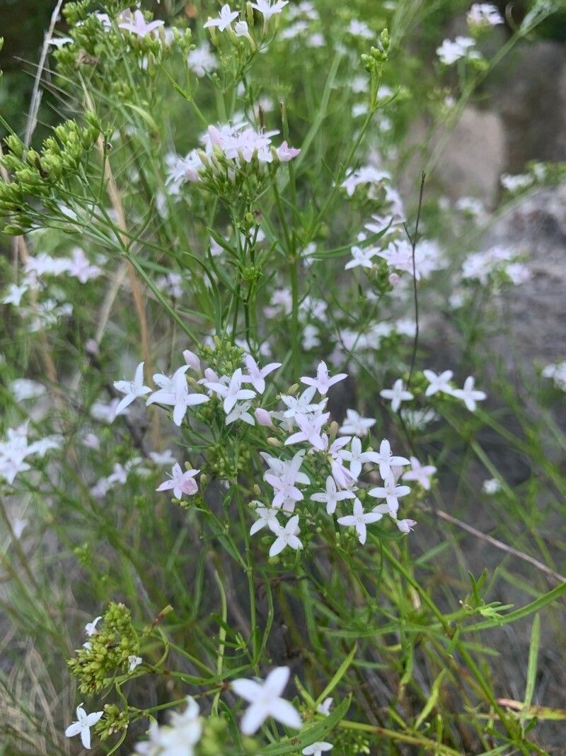 Stenaria nigricans flower