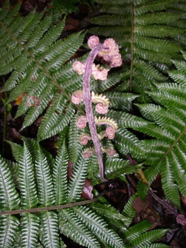 Thelypteris curta leaf