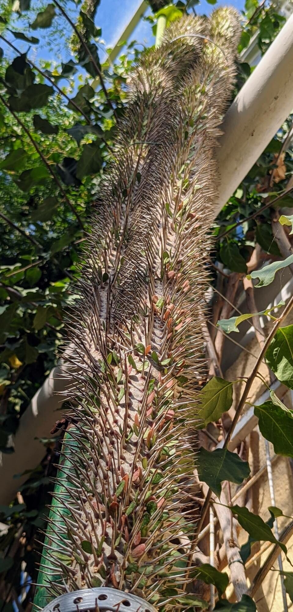 Alluaudia montagnacii habit