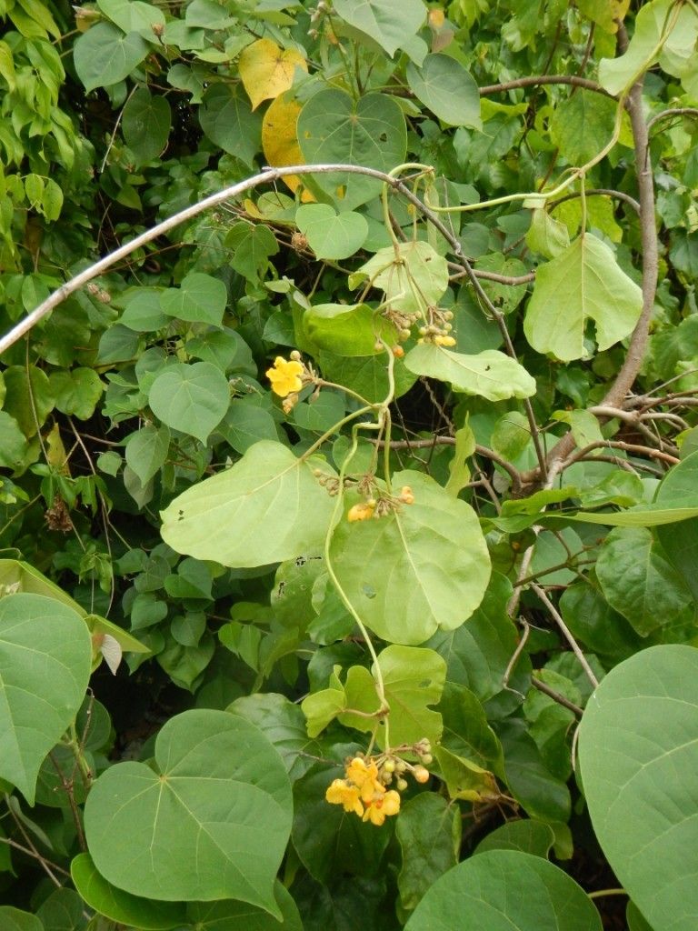 Stigmaphyllon grandifolium habit