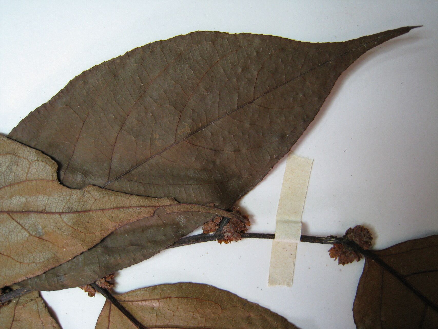 Casearia ulmifolia other