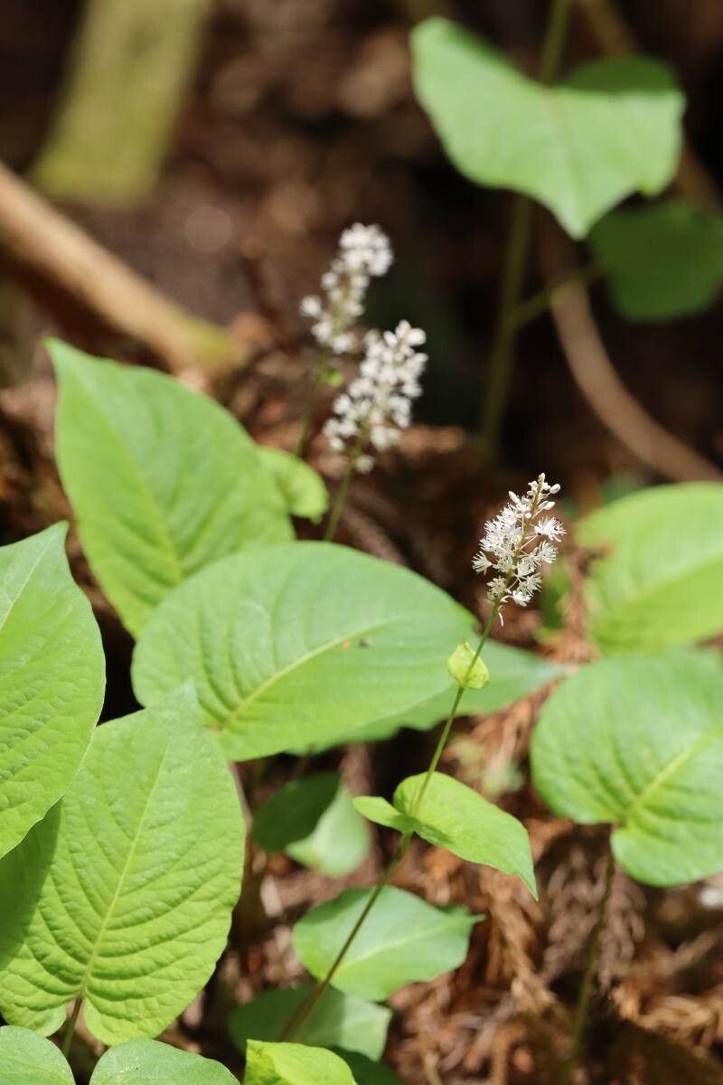 Bistorta abukumensis flower
