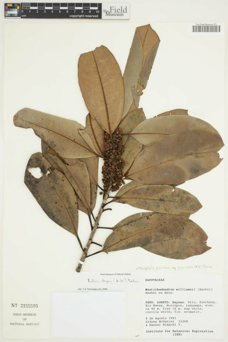 Pouteria elegans — houseplant care guide