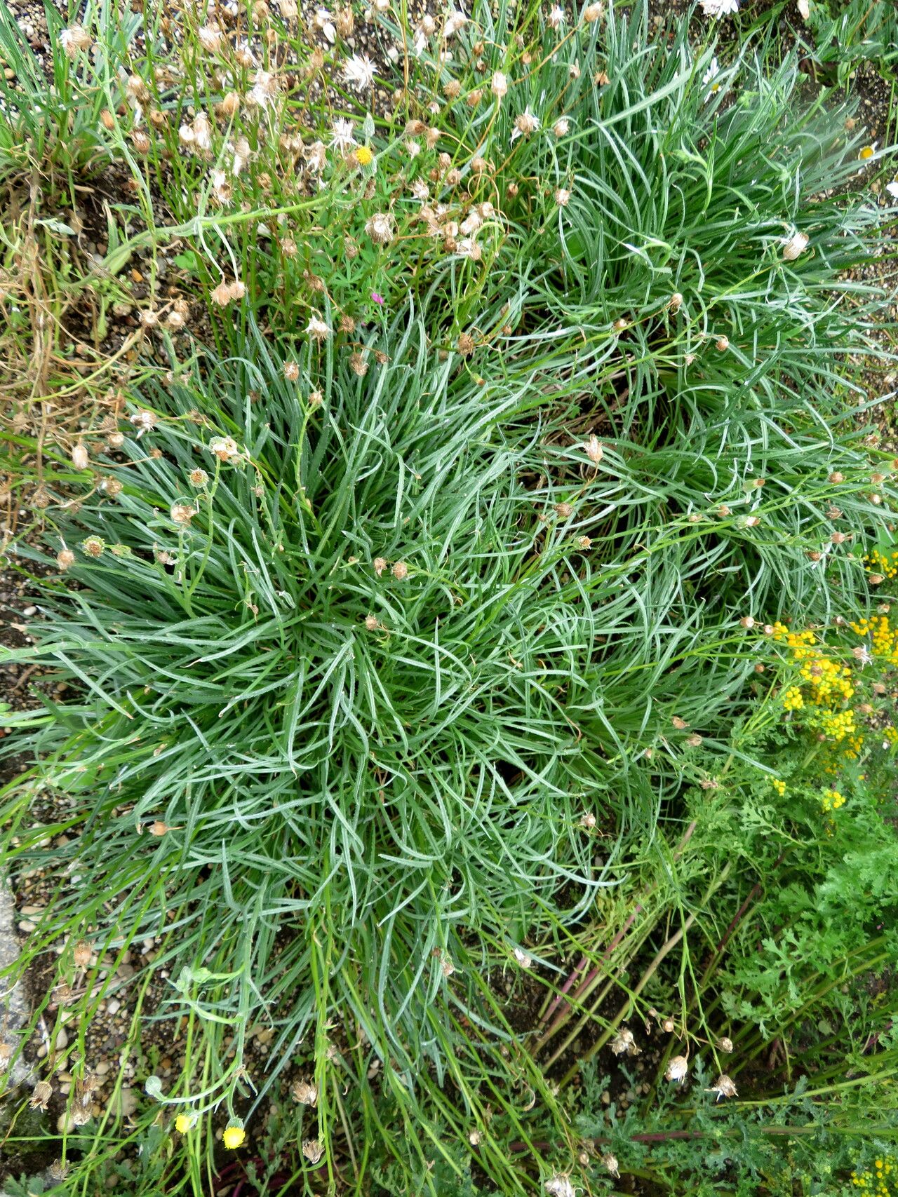 Senecio asperulus habit