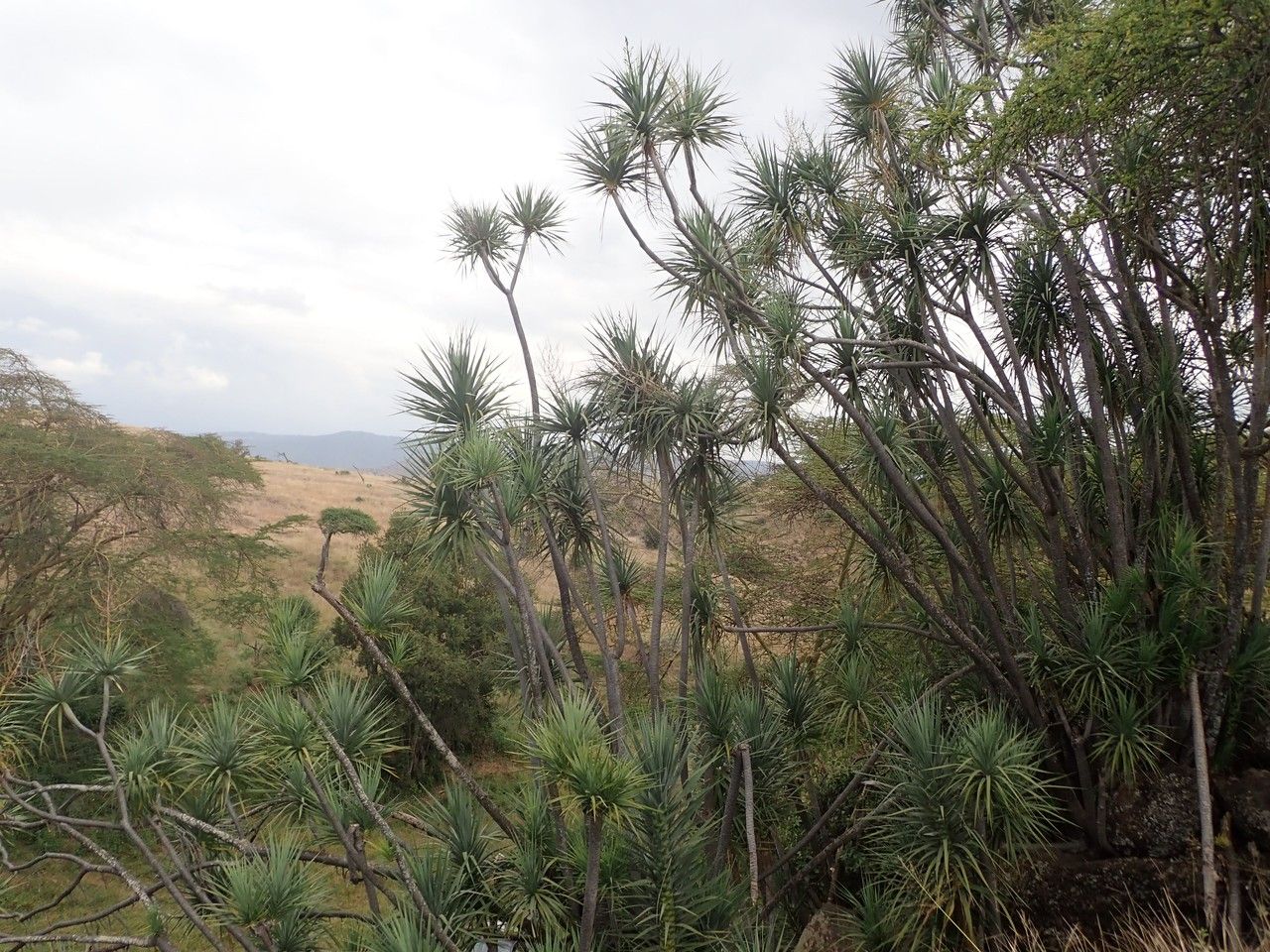 Dracaena ellenbeckiana habit