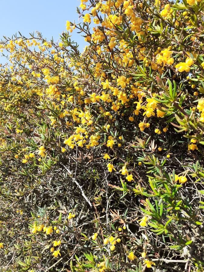 Berberis empetrifolia flower