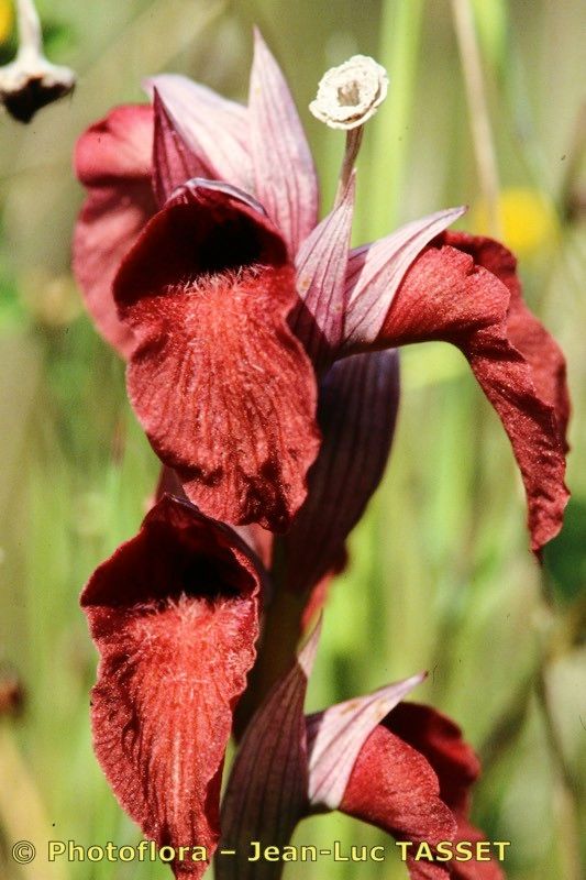 Serapias × godferyi flower