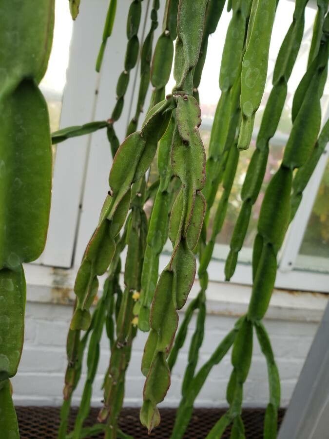 Rhipsalis paradoxa — search result for 'Cactaceae'