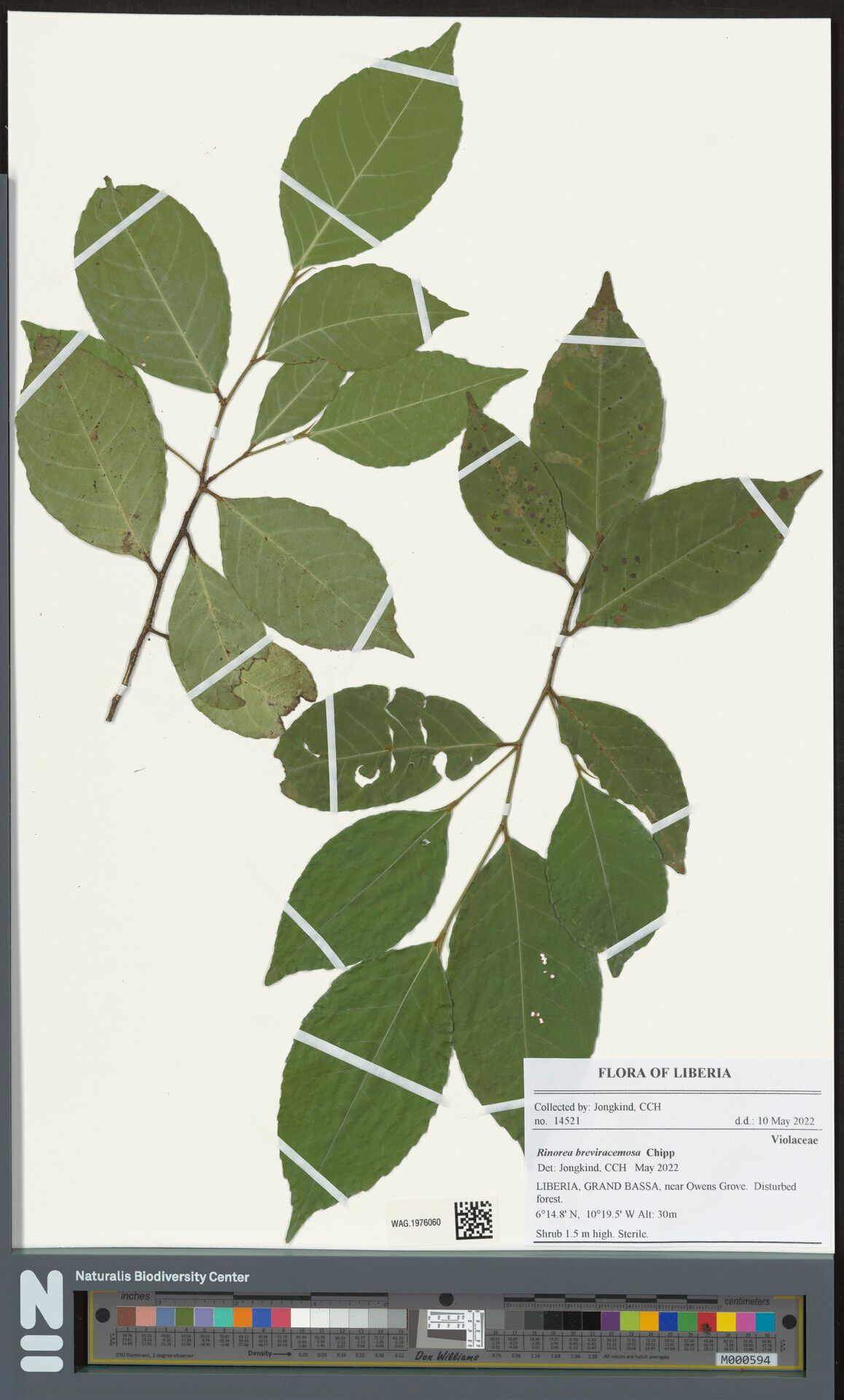 Rinorea breviracemosa — houseplant care guide