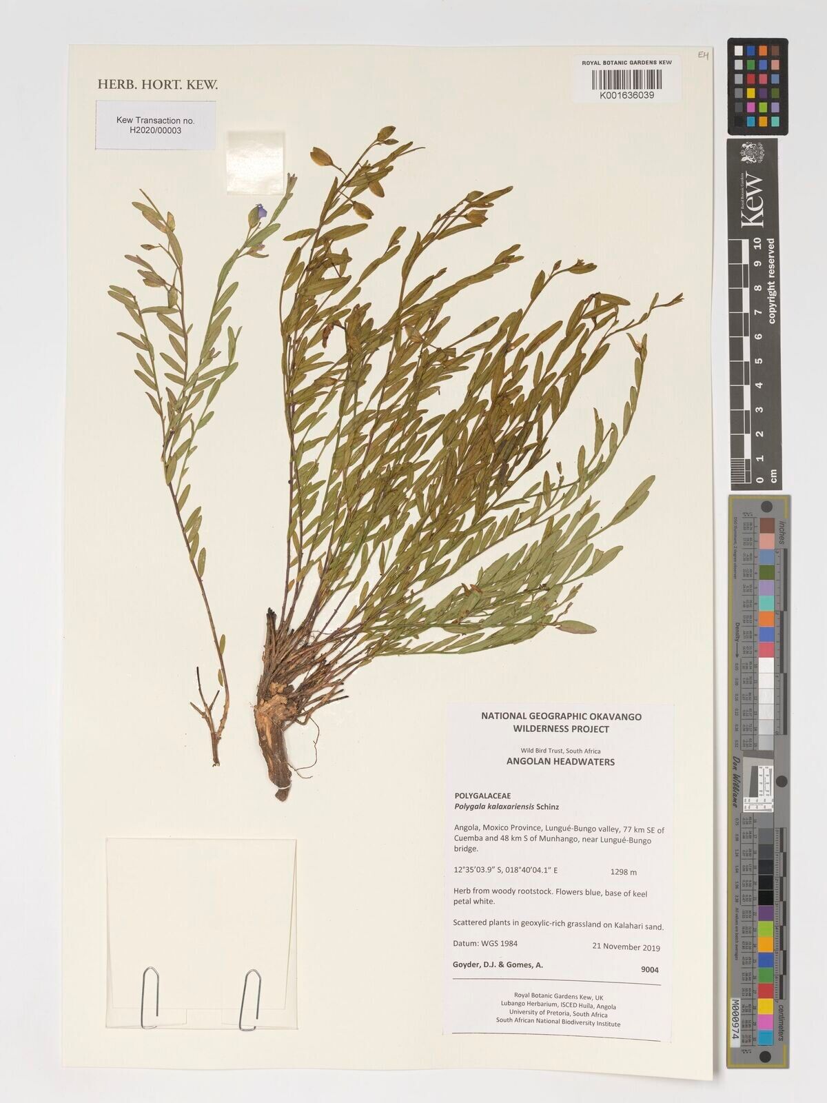 Polygala kalaxariensis — houseplant care guide