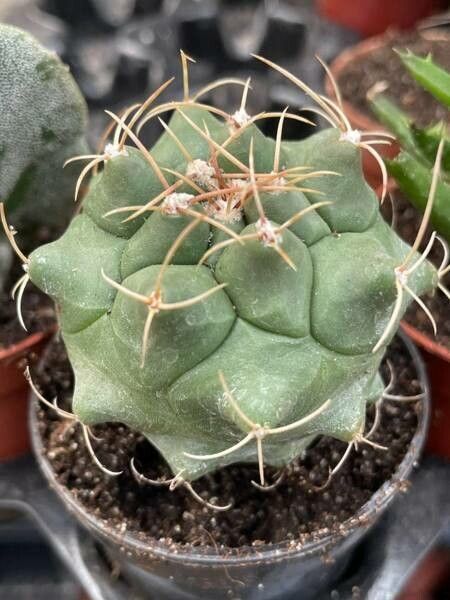 Thelocactus hexaedrophorus bark