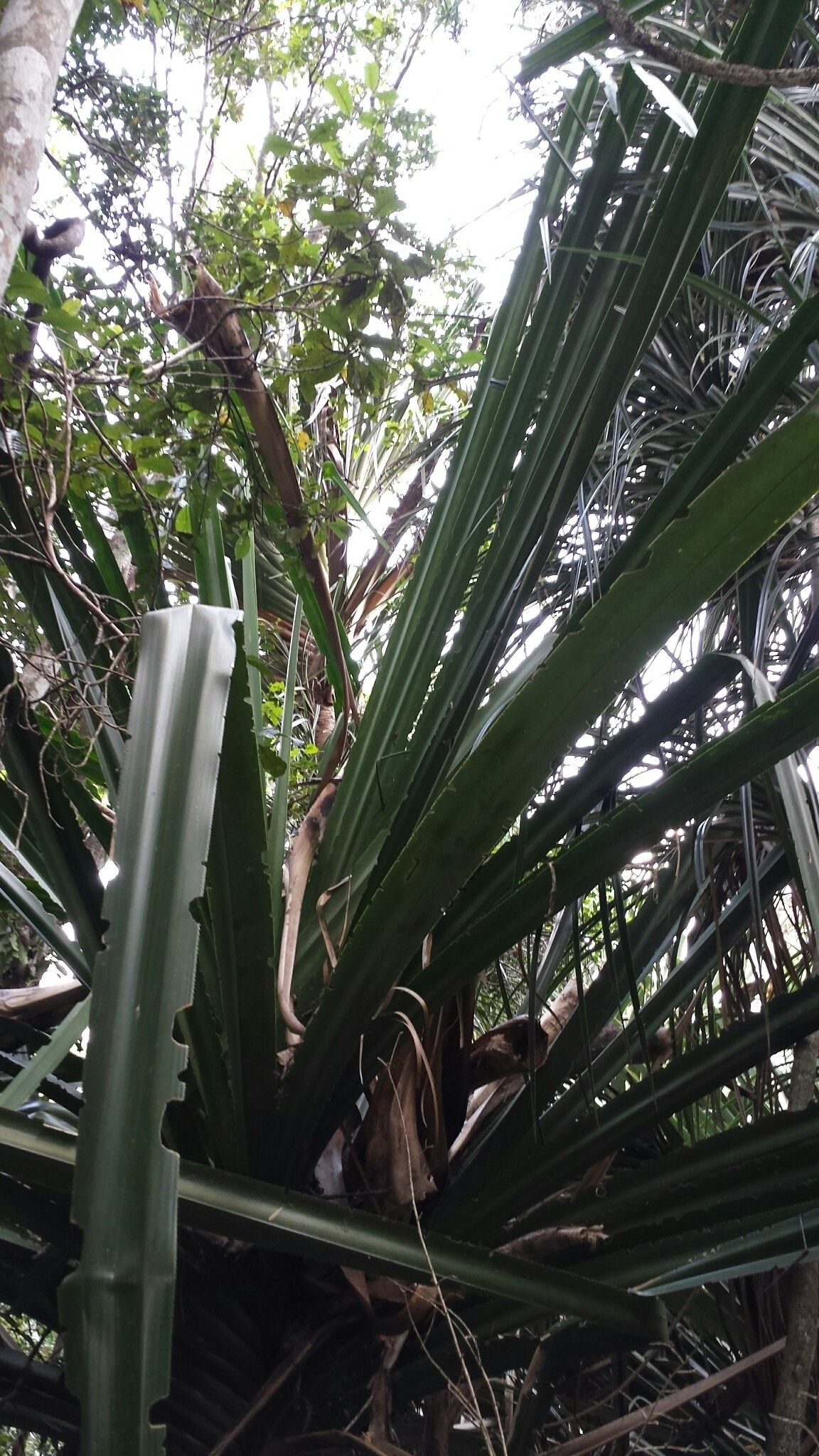 Pandanus spinifer habit