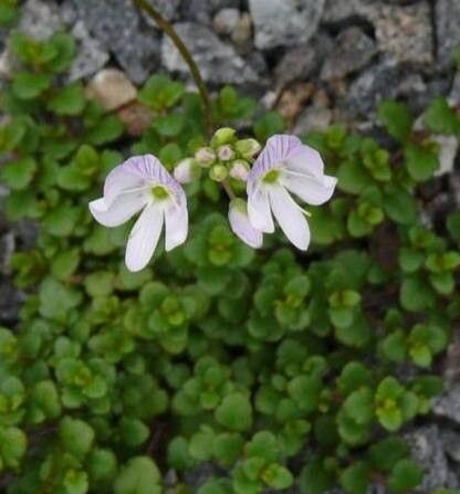 Veronica lyallii — houseplant care guide