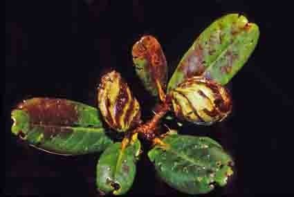 Nothofagus baumanniae fruit