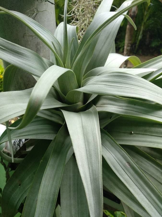 Tillandsia polystachia — search result for 'Bahamas'