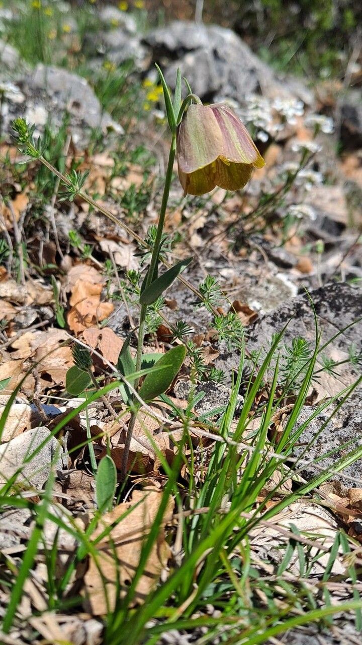 Fritillaria graeca habit