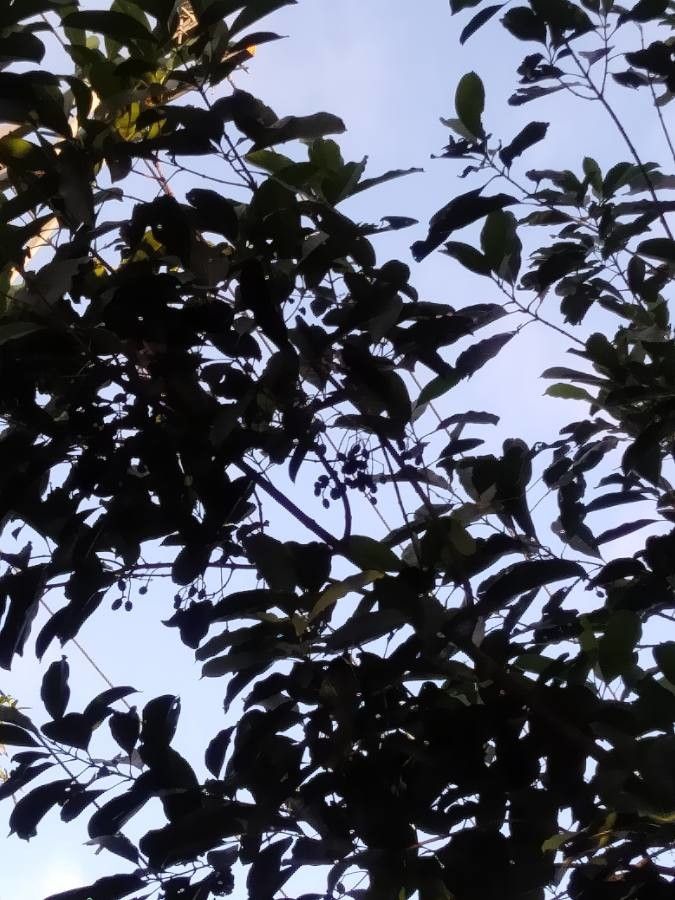 Casearia corymbosa other