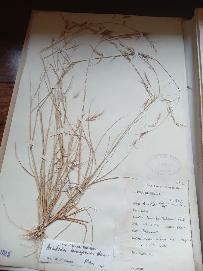 Aristida adscensionis flower