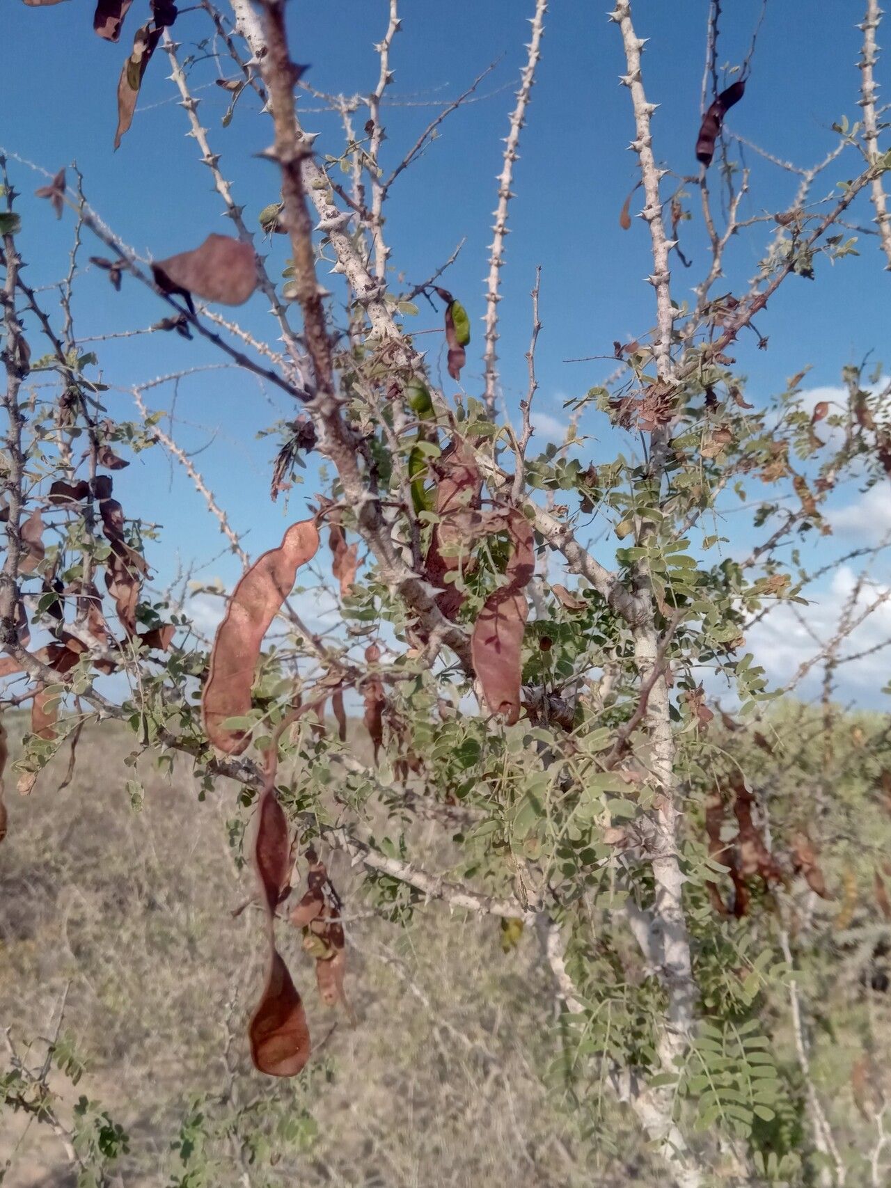 Mimosa grandidieri fruit