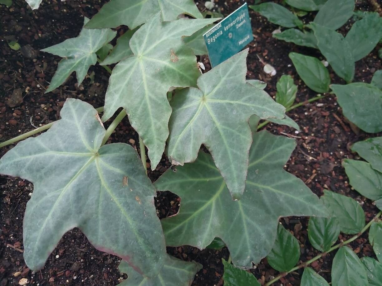 Begonia kenworthyae — houseplant care guide