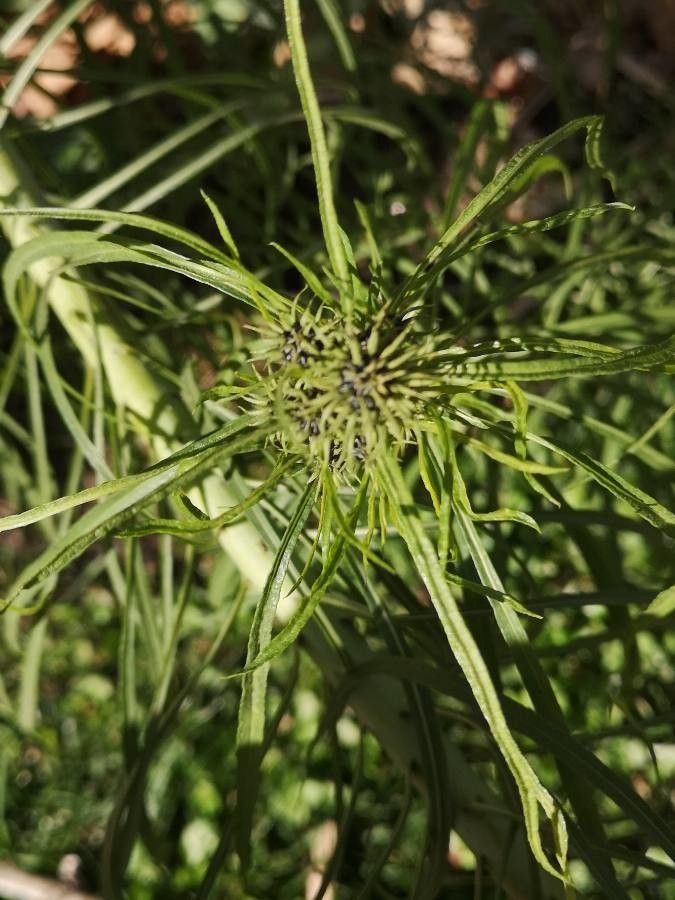 Thelesperma filifolium fruit