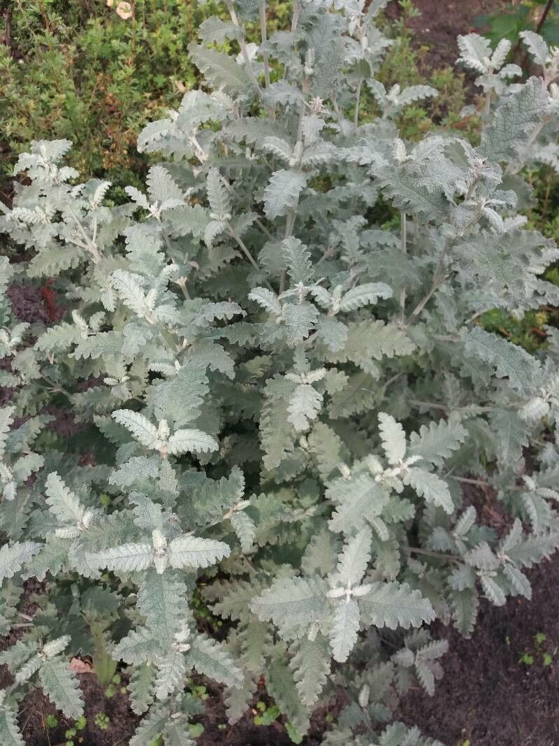 Buddleja glomerata — search result for 'Buddleja'