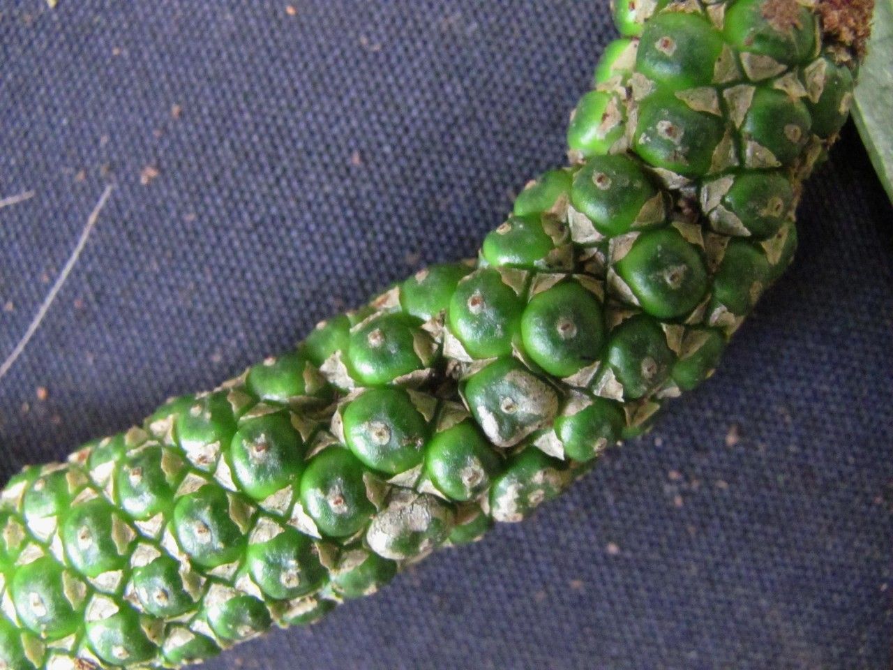 Anthurium angustispadix fruit