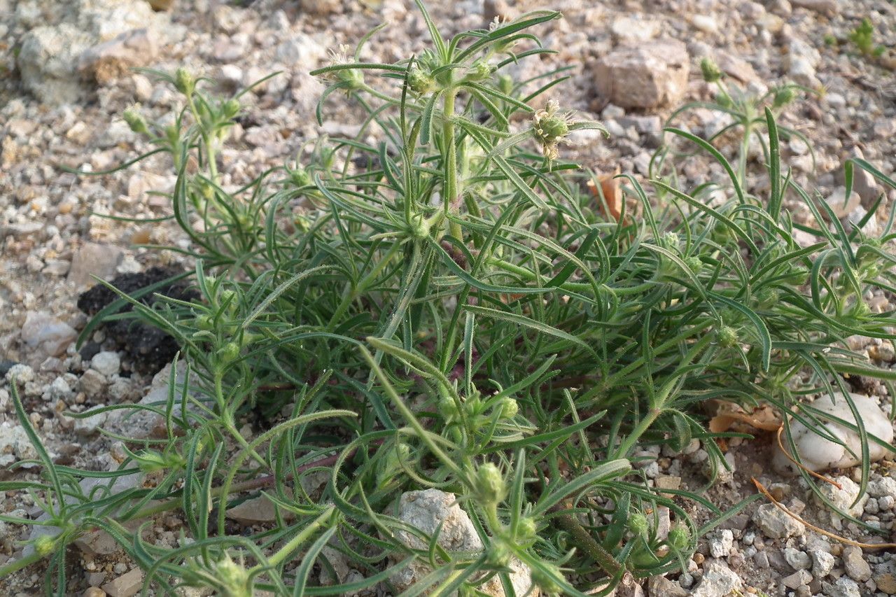 Plantago scabra habit
