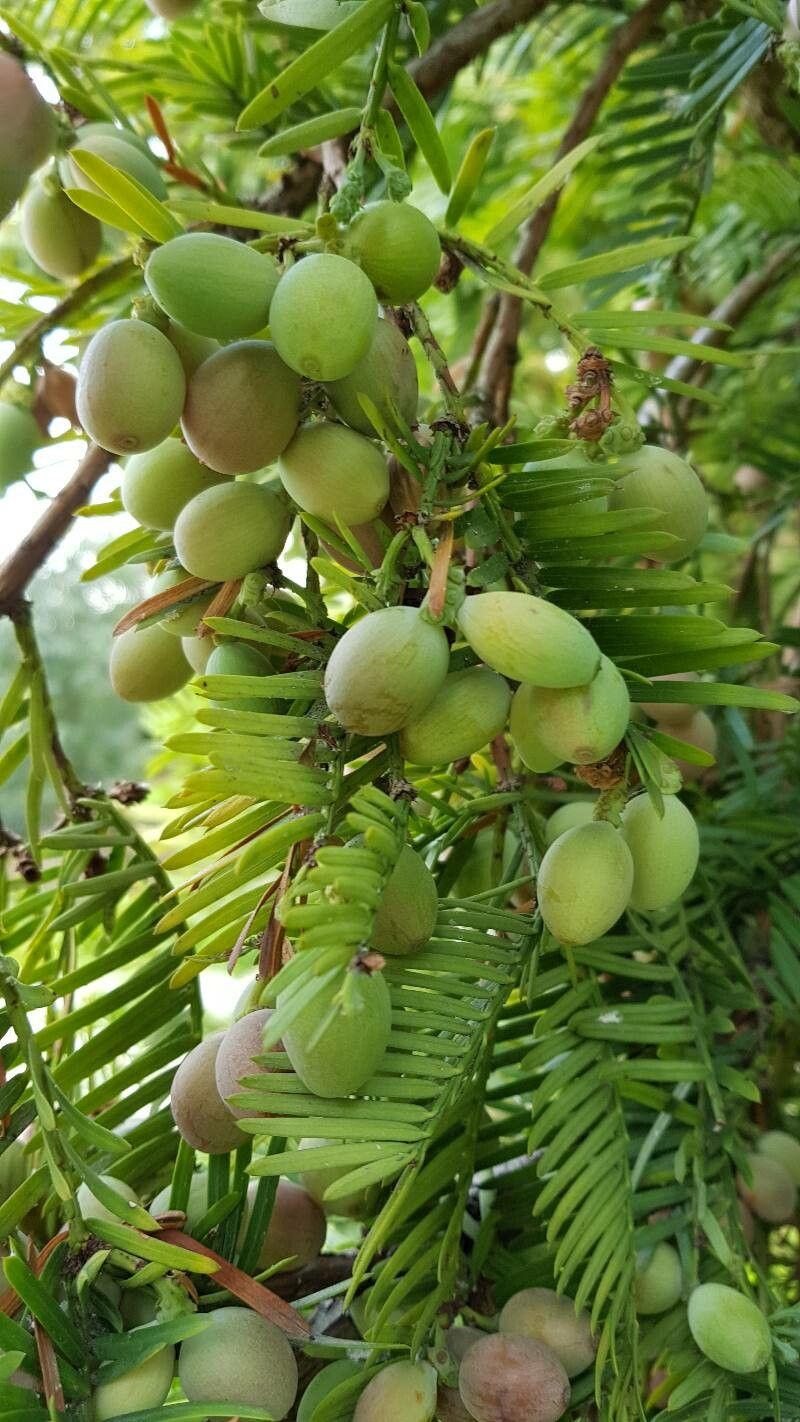 Torreya californica fruit