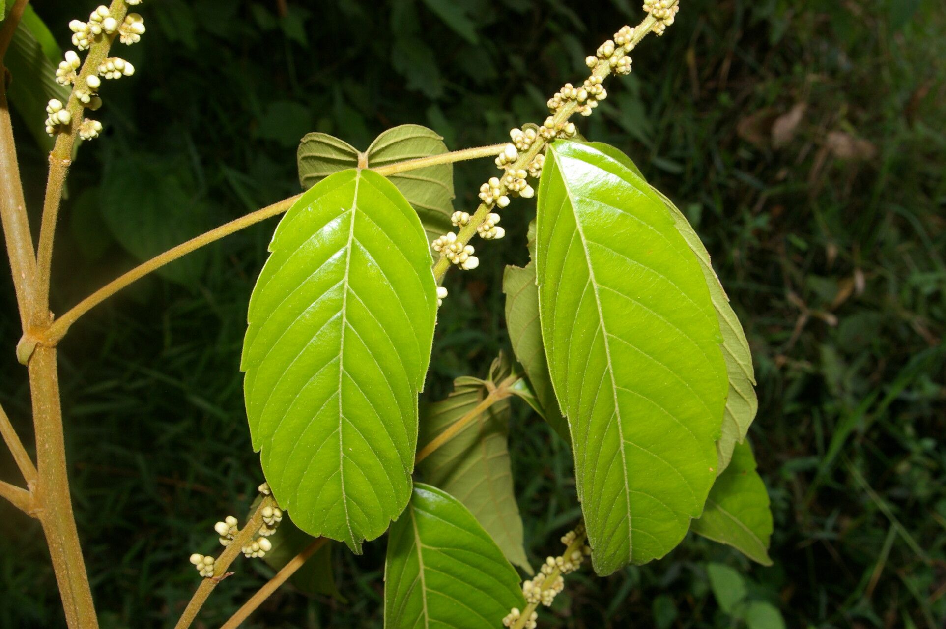Paullinia capreolata flower