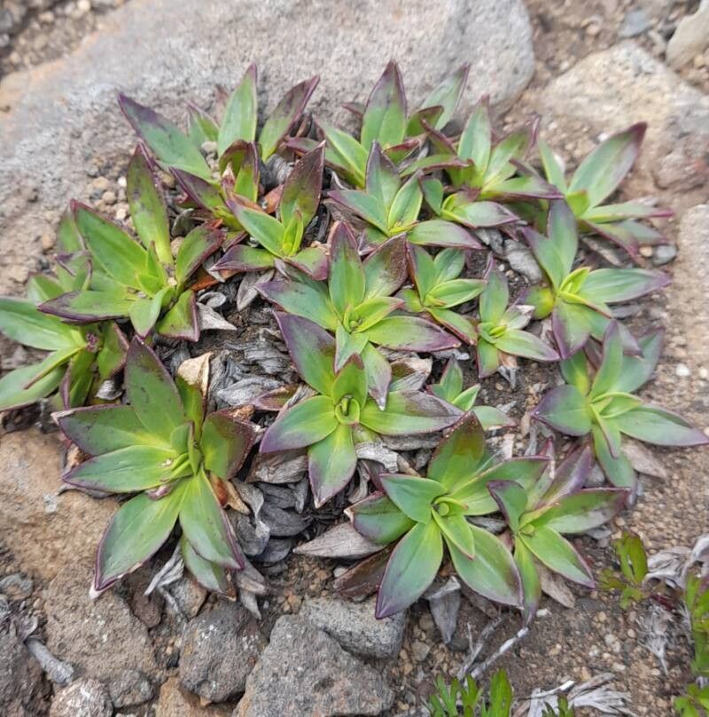 Plantago barbata habit
