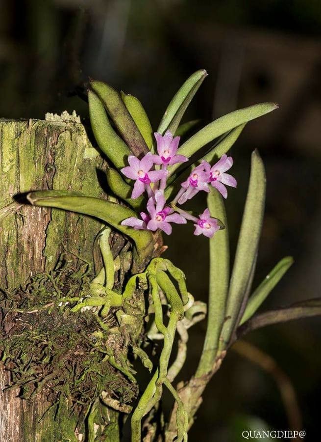 Ascocentrum pumilum — search result for 'Vanda'