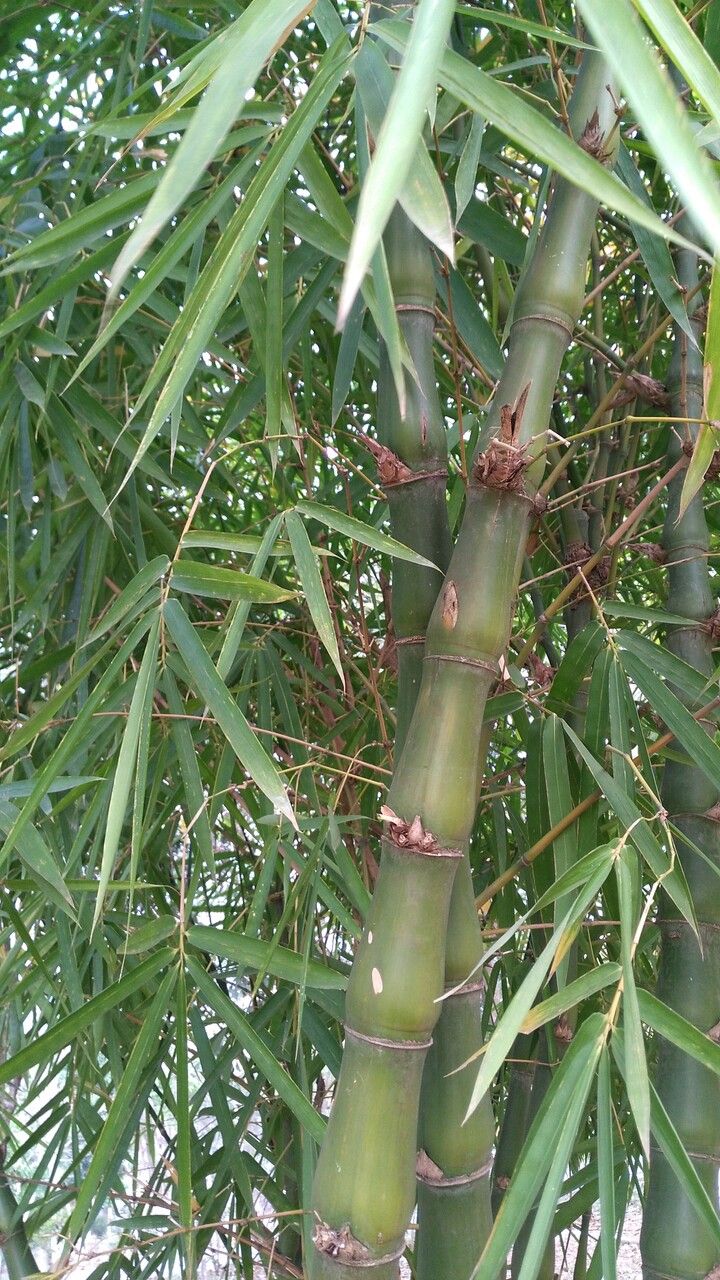 Bambusa tuldoides habit