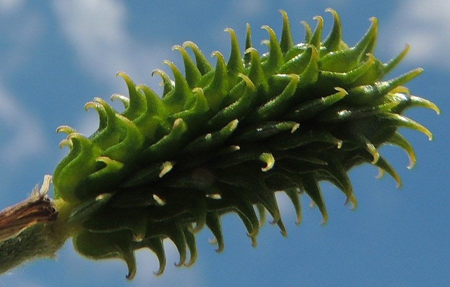 Ranunculus millefoliatus fruit