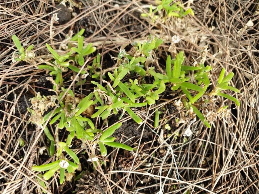 Delosperma napiforme leaf