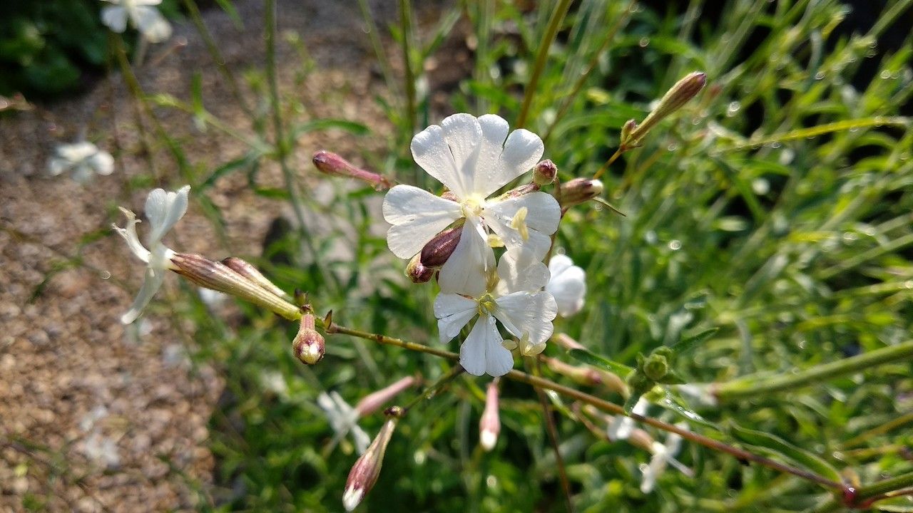 Silene andryalifolia flower