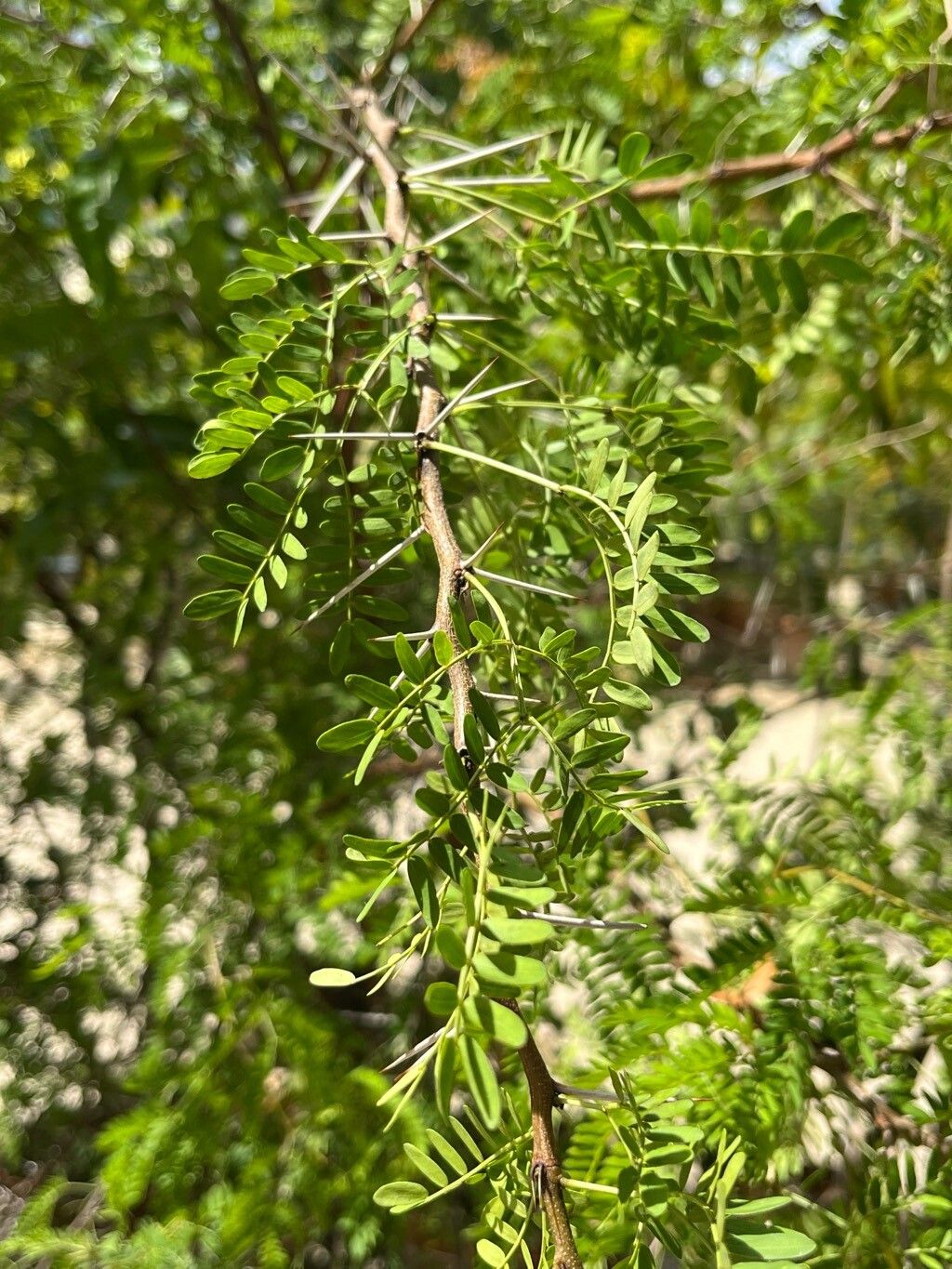 Vachellia horrida habit