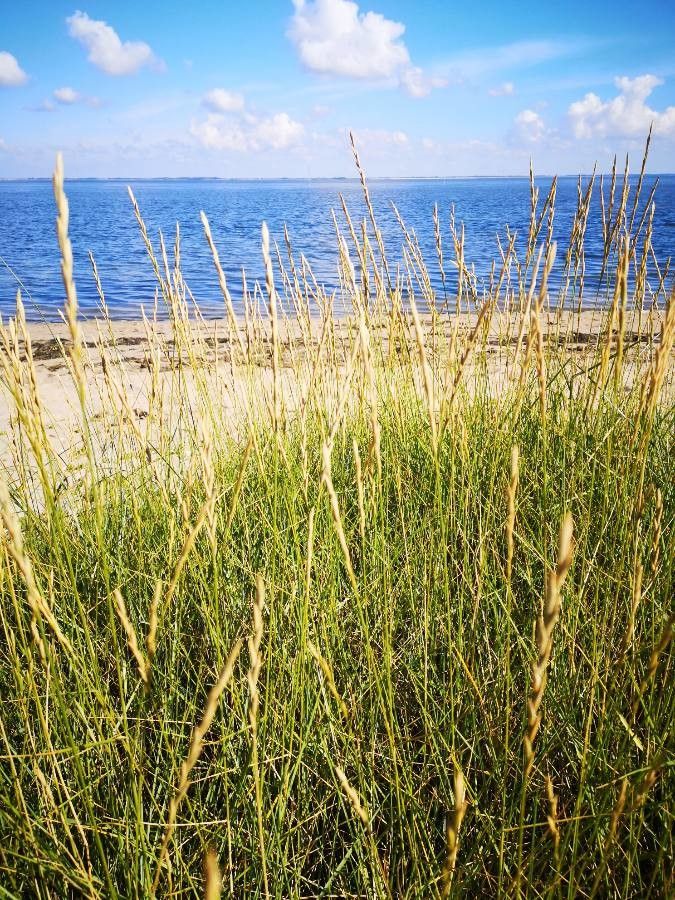 Elytrigia juncea flower