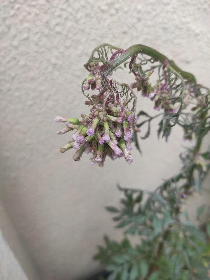 Erechtites valerianifolius flower