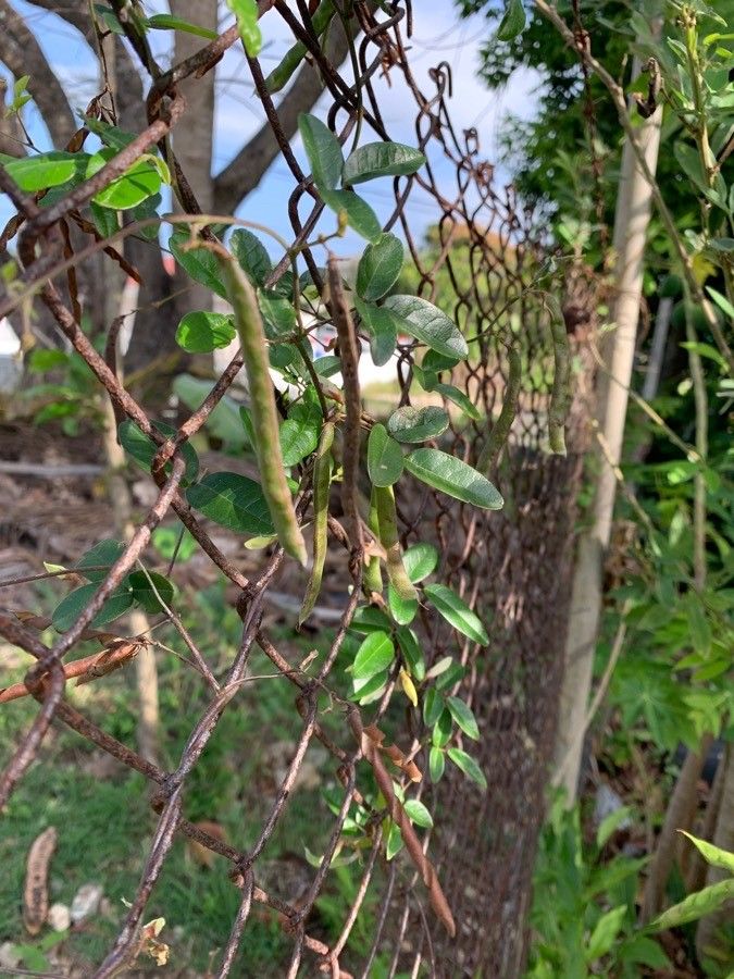 Boquila trifoliolata leaf