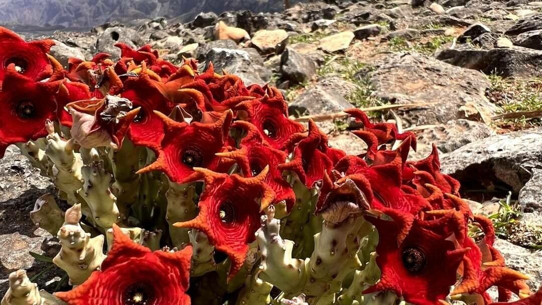 Caralluma socotrana — houseplant care guide