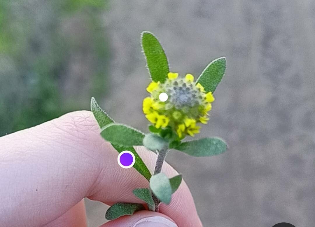 Alyssum desertorum flower
