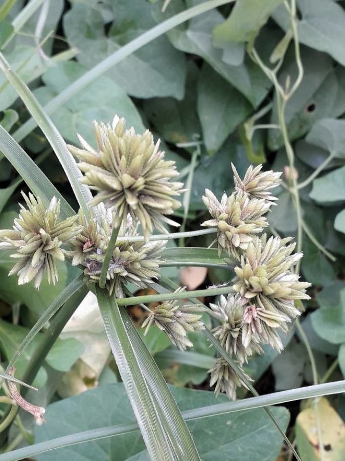 Cyperus eragrostis flower